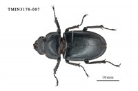 藏品(台灣深山鍬形蟲)的圖片